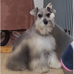 Flash - Miniature Schnauzer