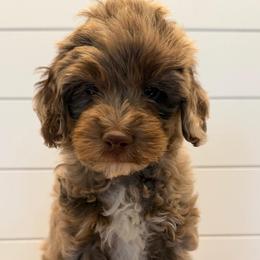 Brown Collar - Merle male Goldendoodle puppy in San Augustine, Texas from Vintage Doodles