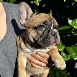 Girl 2 - Fawn and white French Bulldog puppy in Spanaway, Washington from Frog Faced Frenchies