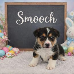 Smooch - Black and tan male Pembroke Welsh Corgi puppy in Briggsdale, Colorado from Lovebird Corgis