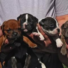 Staffordshire Bull Terrier Puppies from Hardknox Staffords
