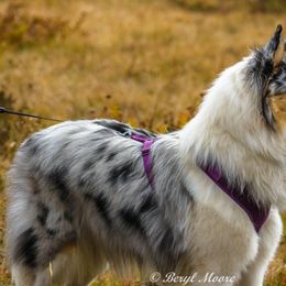 Collies from Donna's Collies