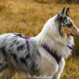 Collies from Donna's Collies