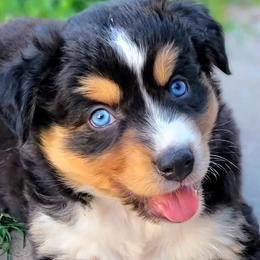 Hunter - Black tri-color Australian Shepherd puppy in Glendale, Arizona from Kerr Aussies