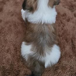 Cavachon, Cavalier King Charles Spaniel, Cavapoo, and Havanese Puppies from Peaks Pups & Cavachon Love Chocolate Cavaliers, Cavaliers, Cavachon’s, Cavapoos & Havanese