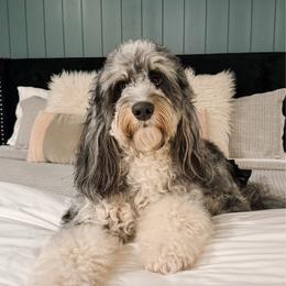Ellie - Bernedoodle