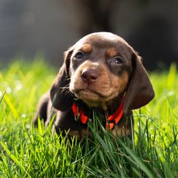 Orange - Chocolate and tan male Dachshund puppy in Bakersfield, California from LongDogs Bakersfield
