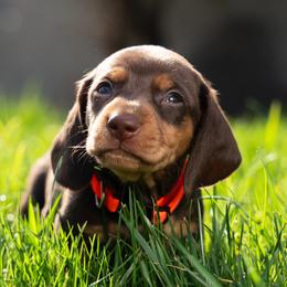 Orange - Chocolate and tan male Dachshund puppy in Bakersfield, California from LongDogs Bakersfield