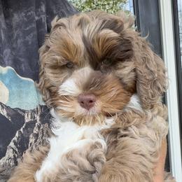 Goldendoodle and Golden Mountain Doodle All Grown Up from Howard Hills Doodles