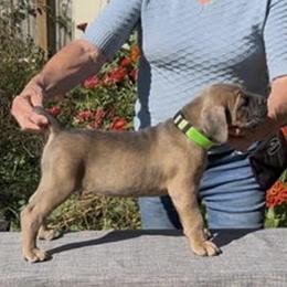 Girl 1 - Fawn female Cane Corso puppy in Dayton, Oregon from BlackStar Cane Corso