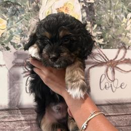 Miles - Tri-color male Cavapoo puppy in Riverview, Florida from Doodley Doo Doodles
