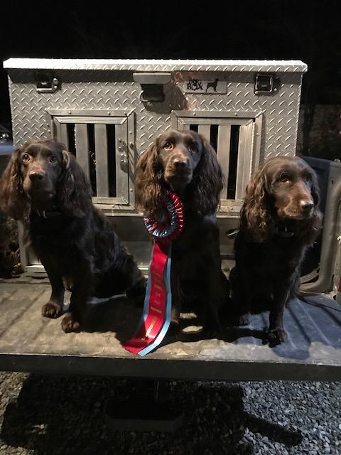 Brier Ridge Kennels & Outfitters in Virginia | Boykin Spaniel and ...