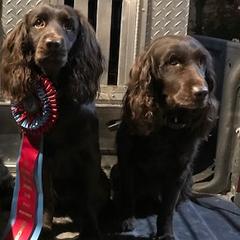 Boykin Spaniels and Brittanys from Brier Ridge Kennels & Outfitters