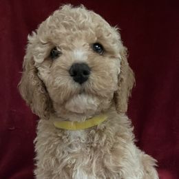 Girl 4 - Cockapoo puppy in Grand Junction, Colorado from Asyouwish Cockapoos