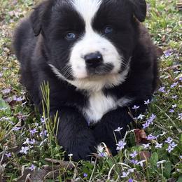 Tom - Black & white male Miniature Australian Shepherd puppy in Smithville, Arkansas from Cooper Creek Aussies
