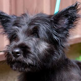 Grey Collar - Black Skye Terrier puppy in Center City, Minnesota from Falkor Skye Terriers