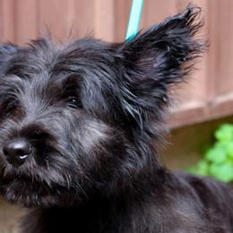 Grey Collar - Black Skye Terrier puppy in Center City, Minnesota from Falkor Skye Terriers