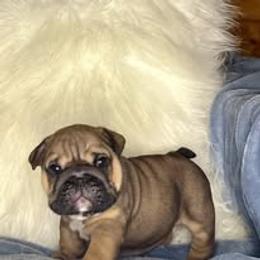 Bulldog Puppies from Bullgodz English Bulldogs