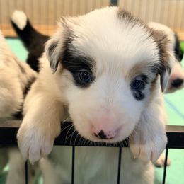 Boo - Blue merle female Border Collie puppy in Lebanon, Oregon from Cahill’s Canines
