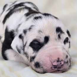 Limeade - Harlequin Great Dane puppy in Granby, Missouri from F5