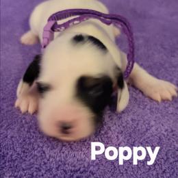 Poppy - Piebald female Dachshund puppy in Onalaska, Texas from Weenies on the Lake