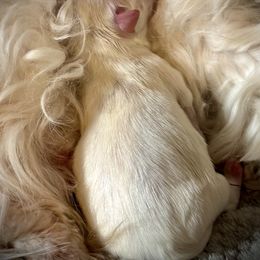 Maltese - White female Maltese puppy in Houston, Texas from The Royal Furbabies