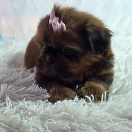 Zara - Chocolate and tan female Shih Tzu puppy in Hialeah, Florida from Shih Tzu Miami