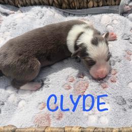Clyde - Blue merle male Border Collie puppy in Owenton, Kentucky from Three16 Ranch