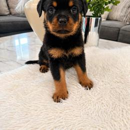 Java - Black and mahogany female Rottweiler puppy in Parker, Colorado from Denver Rotties