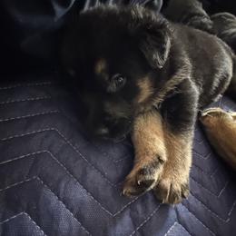 River - Black and red female German Shepherd puppy in Charlottesville, Virginia from AB_Elite_GSD