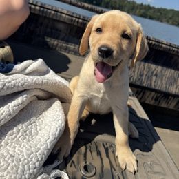 Pink Collar (Dark Yellow Female) - Yellow female Labrador Retriever puppy in South Carolina from Southern Pine Labradors