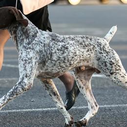 German Shorthaired Pointers from Liebmeister Kennels