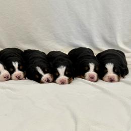 Raya - Black rust and white female Bernese Mountain Dog puppy in Saratoga Springs, Utah from Echo River