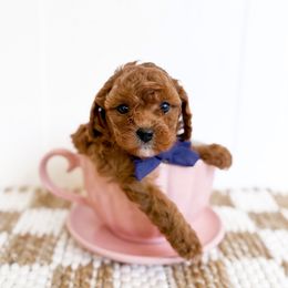 Latte- navy collar boy - Red Cavapoo puppy in Melbourne, Florida from Space Coast Doodle Co.