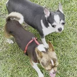 Chihuahua puppies from Guys Cajun Paws
