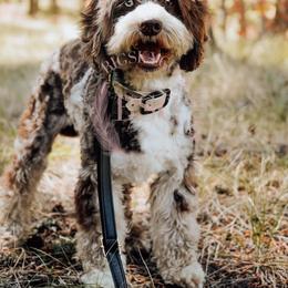 Yantar - Cockapoo
