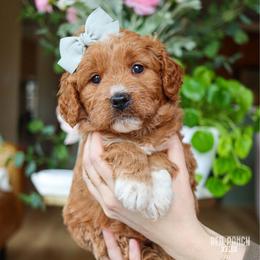 Monroe - Red  female Goldendoodle puppy in Salado, Texas from Red Ranch Dogs