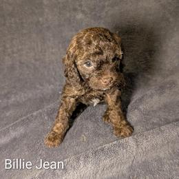 Billie Jean - Brown and tan female Cockapoo puppy in Sunset, Louisiana from Cano Cockapoos