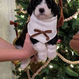 Cocoa - Bernedoodle puppy from Asbury & Co Farms