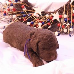Harley - Chocolate female Goldendoodle puppy in Arlington, Texas from Chambers Doodle Patch