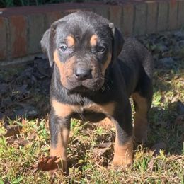 Boy 1 - Black male Catahoula Leopard Dog puppy in Gadsden, Alabama from Rich Cat’s