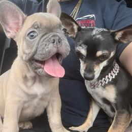 Girl 1 - Fawn female French Bulldog puppy in North Fort Myers, Florida from Little Rascals