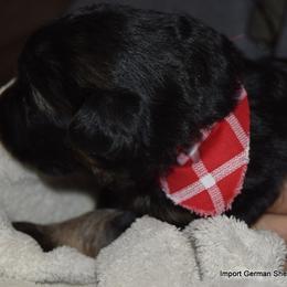 German Shepherd Puppies from Import German Shepherds of Kansas