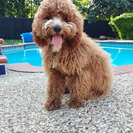 Cavapoo puppies from Halo's Heroes Doodles