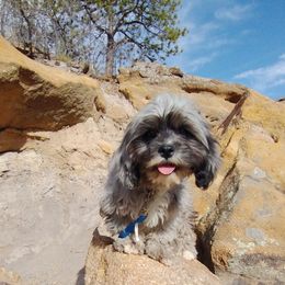 Quilo - Merle Cavapoo puppy in Calhan, Colorado from Poppying Up Puppies
