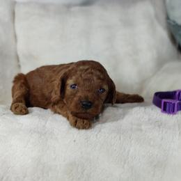 Girl 1 - female Poodle puppy in Westfield, North Carolina from Legacy Pets