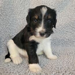 Blue Boy - Tri-color male Bernedoodle puppy in Brea, California from River Doodles