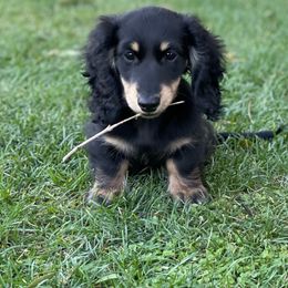 Dachshund Puppies from Longboard Dachshunds