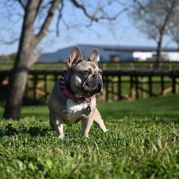 Rumor - French Bulldog