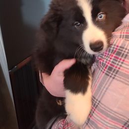 Pomsky Puppies from Ultimate Pomskies LLC